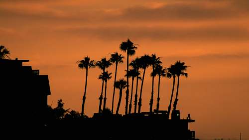 palm tree silhouette of coconut palm trees tree
